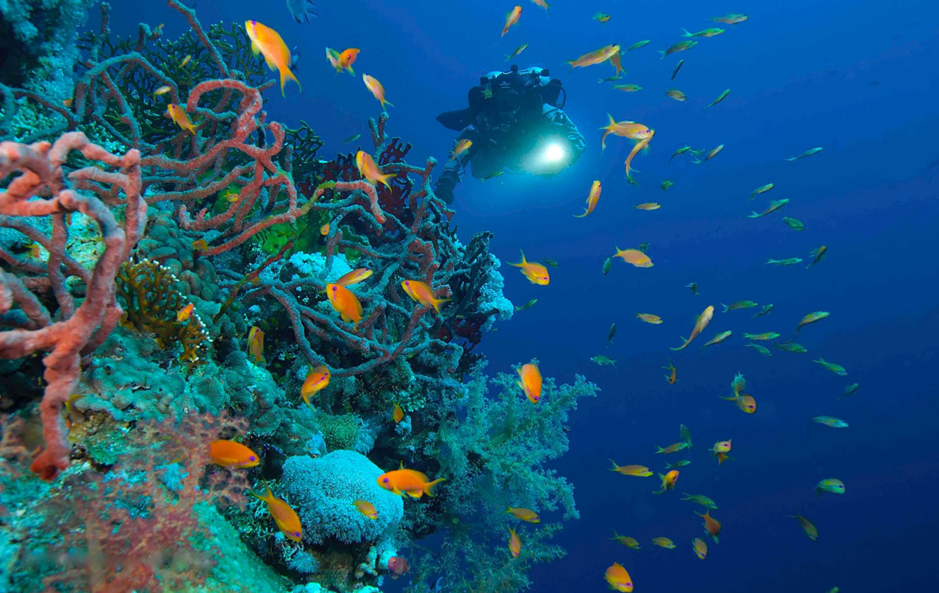 Diving center Sharm elSheikh Egitto Domina Coral Bay